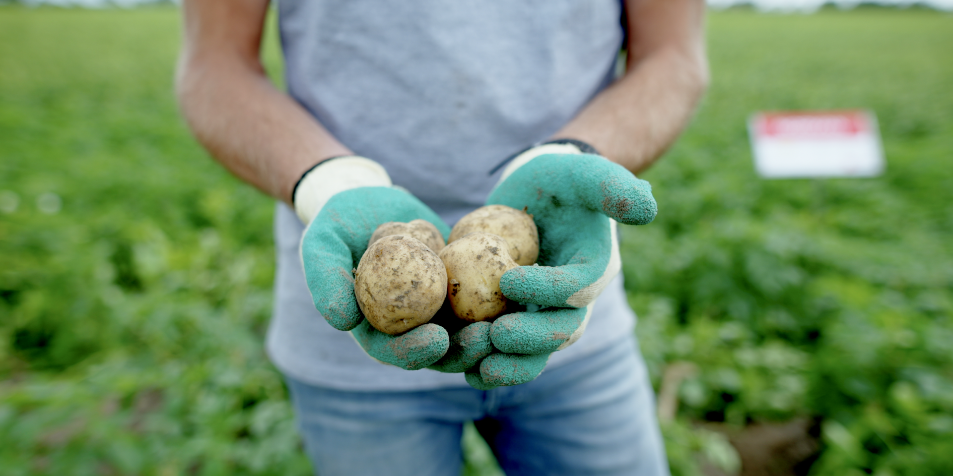 Spotato meet Norman › HZPC